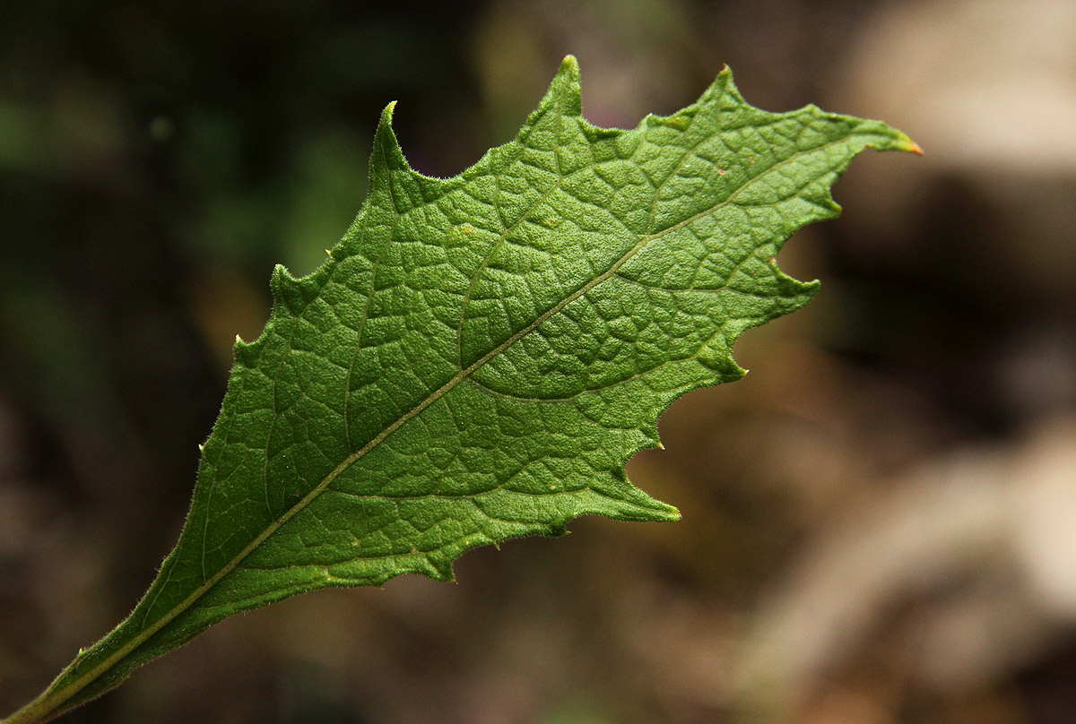 Vernonia muelleri subsp. muelleri