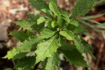 Vernonia muelleri subsp. muelleri