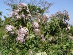 Vernonia myriantha