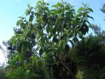 Vernonia myriantha