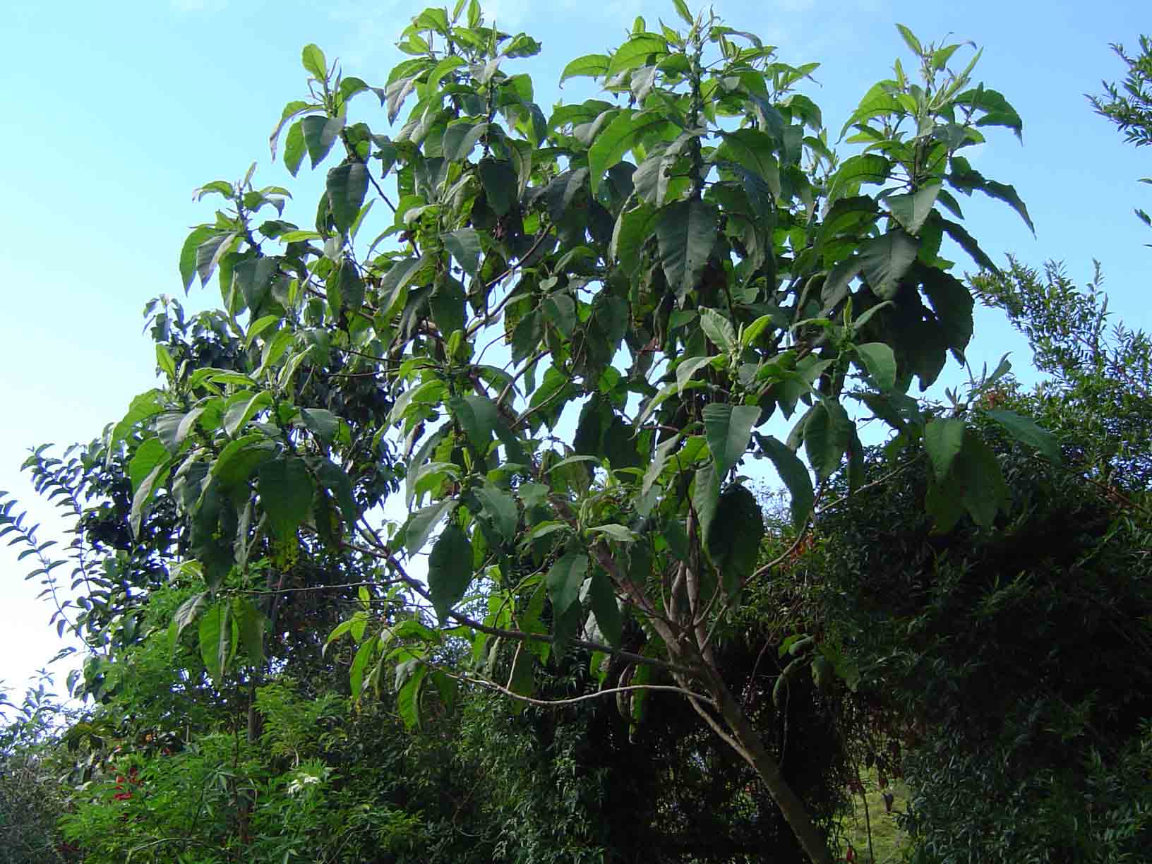 Vernonia myriantha