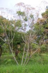 Vernonia myriantha