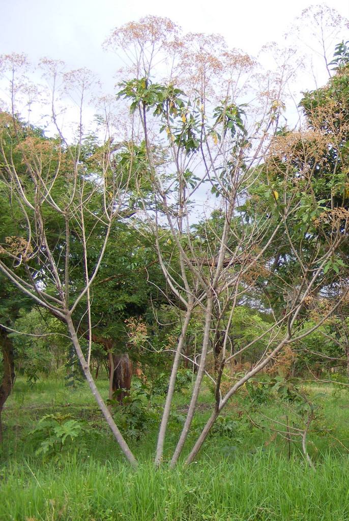 Vernonia myriantha