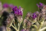 Vernonia natalensis
