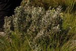 Vernonia natalensis