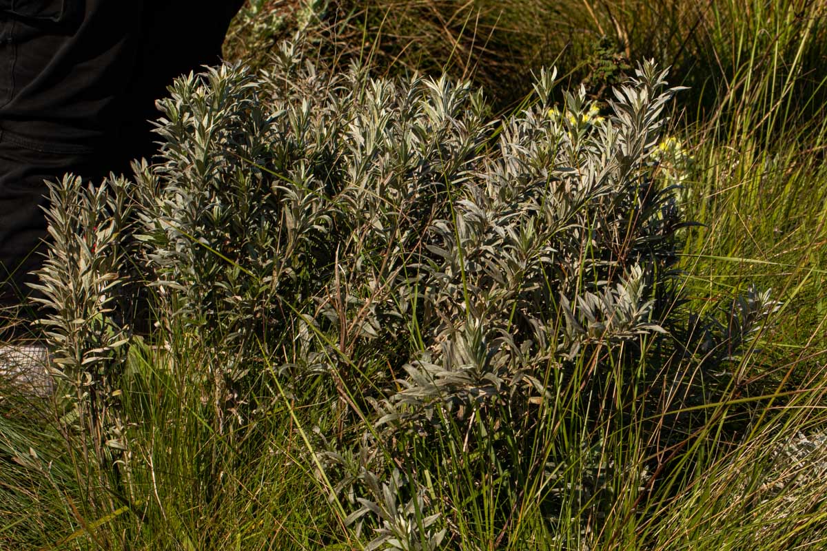 Vernonia natalensis