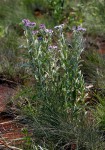 Vernonia natalensis