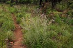 Vernonia natalensis