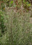 Vernonia natalensis