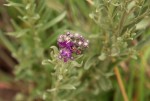 Vernonia natalensis