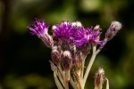 Vernonia natalensis