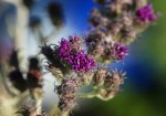 Vernonia natalensis