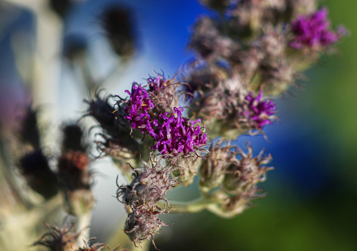 Vernonia natalensis