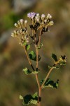Vernonia nepetifolia