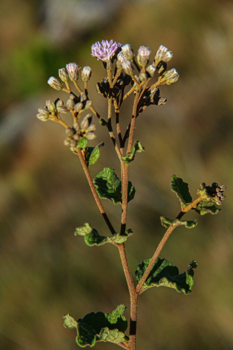 Vernonia nepetifolia