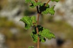 Vernonia nepetifolia