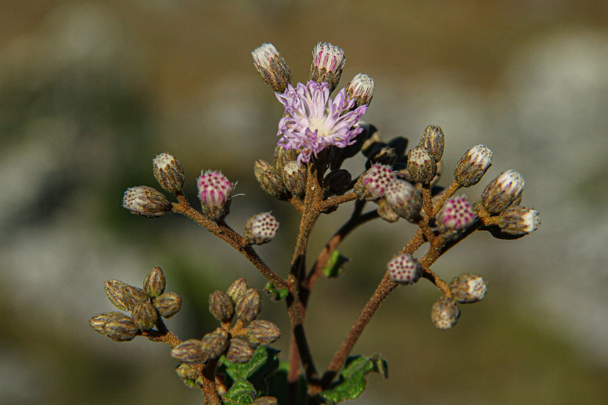 Vernonia nepetifolia
