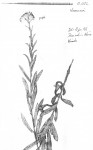 Vernonia nestor