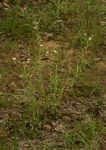 Vernonia petersii