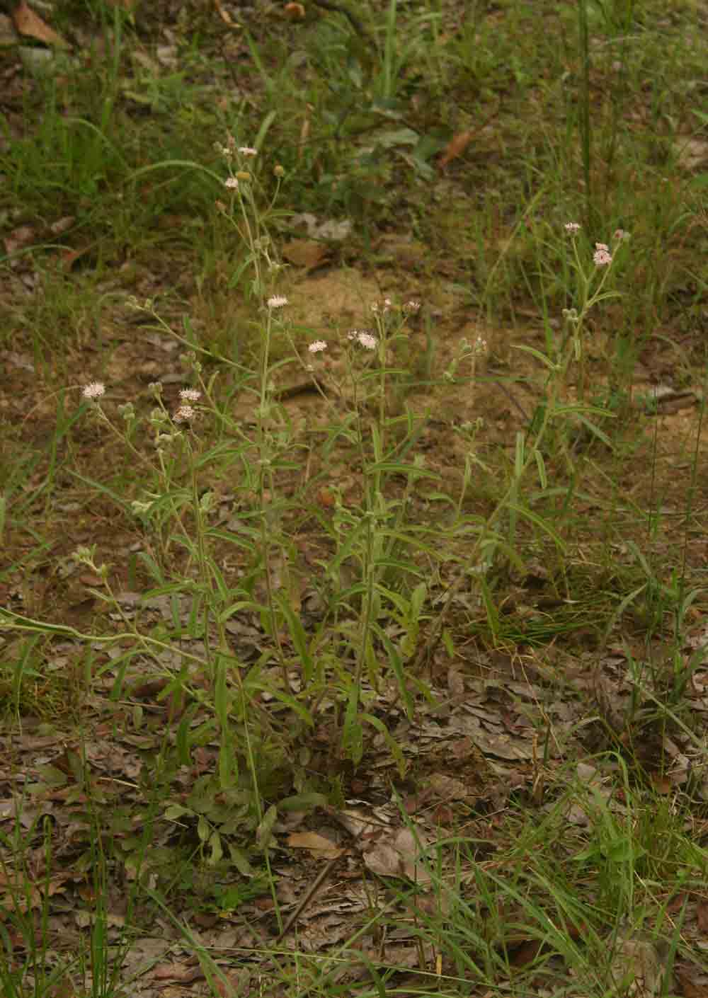 Vernonia petersii