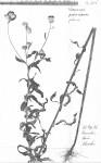 Vernonia petersii