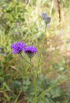 Vernonia petersii