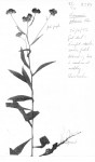 Vernonia petersii