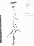 Vernonia petersii