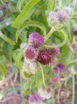 Vernonia petersii