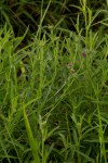 Vernonia petersii