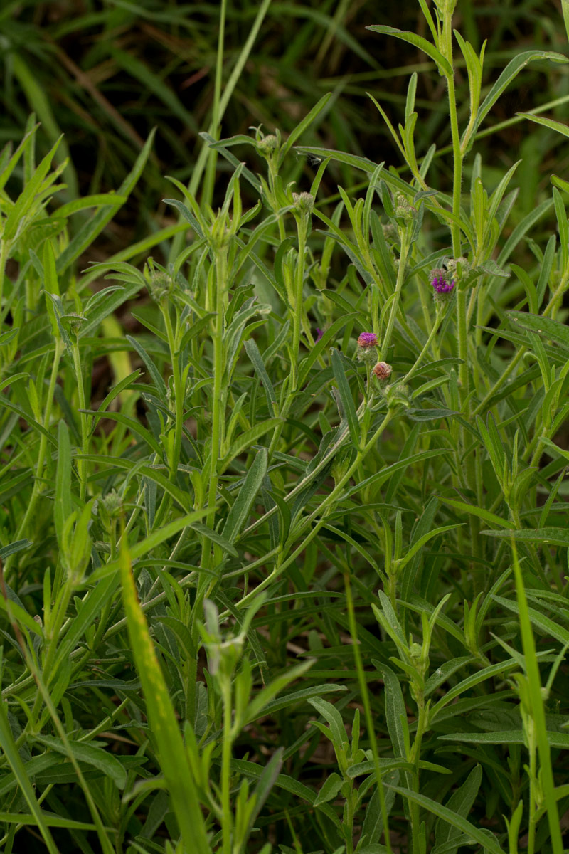 Vernonia petersii