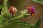 Vernonia petersii