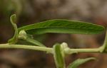 Vernonia petersii
