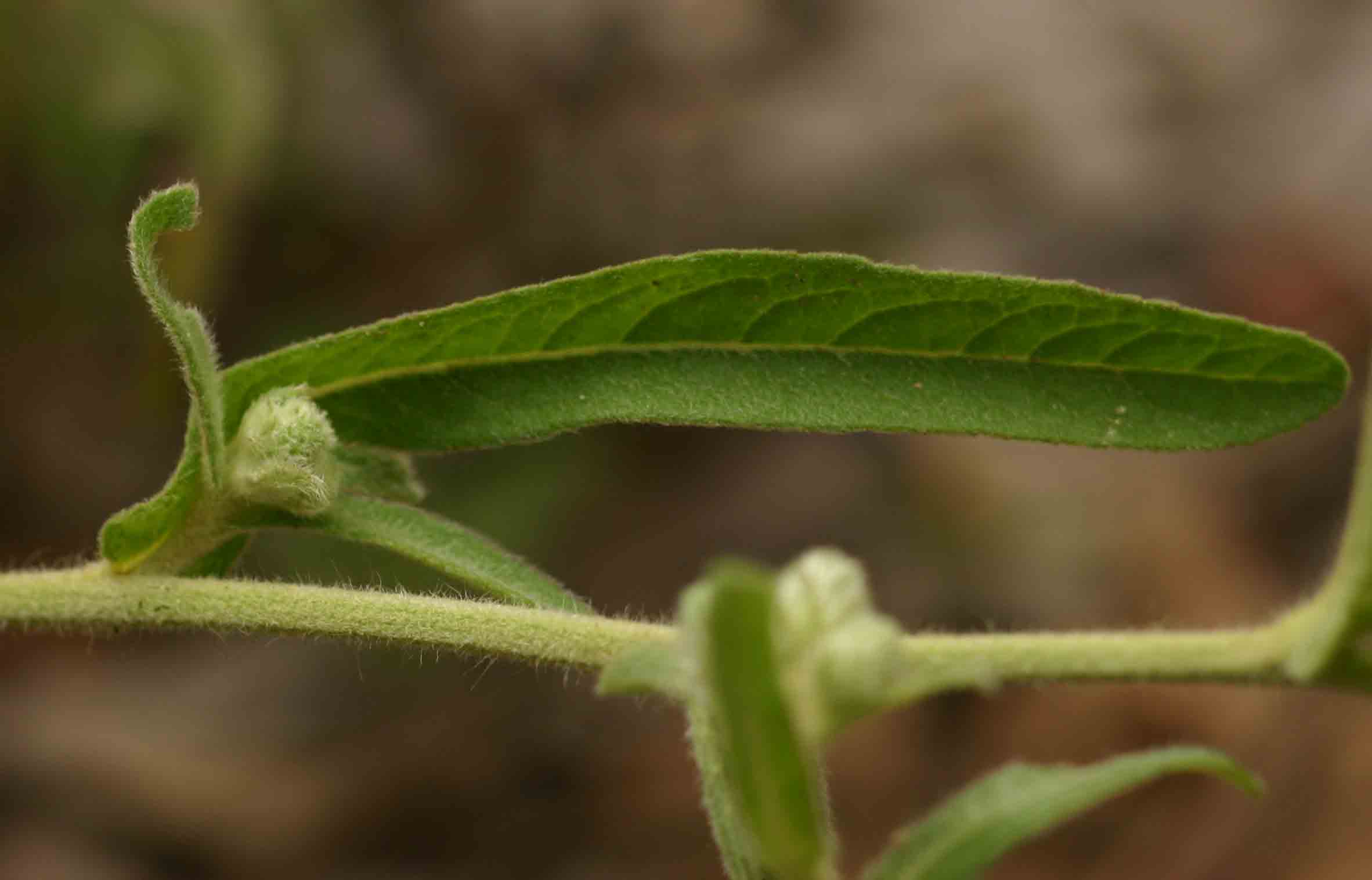 Vernonia petersii
