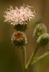 Vernonia petersii