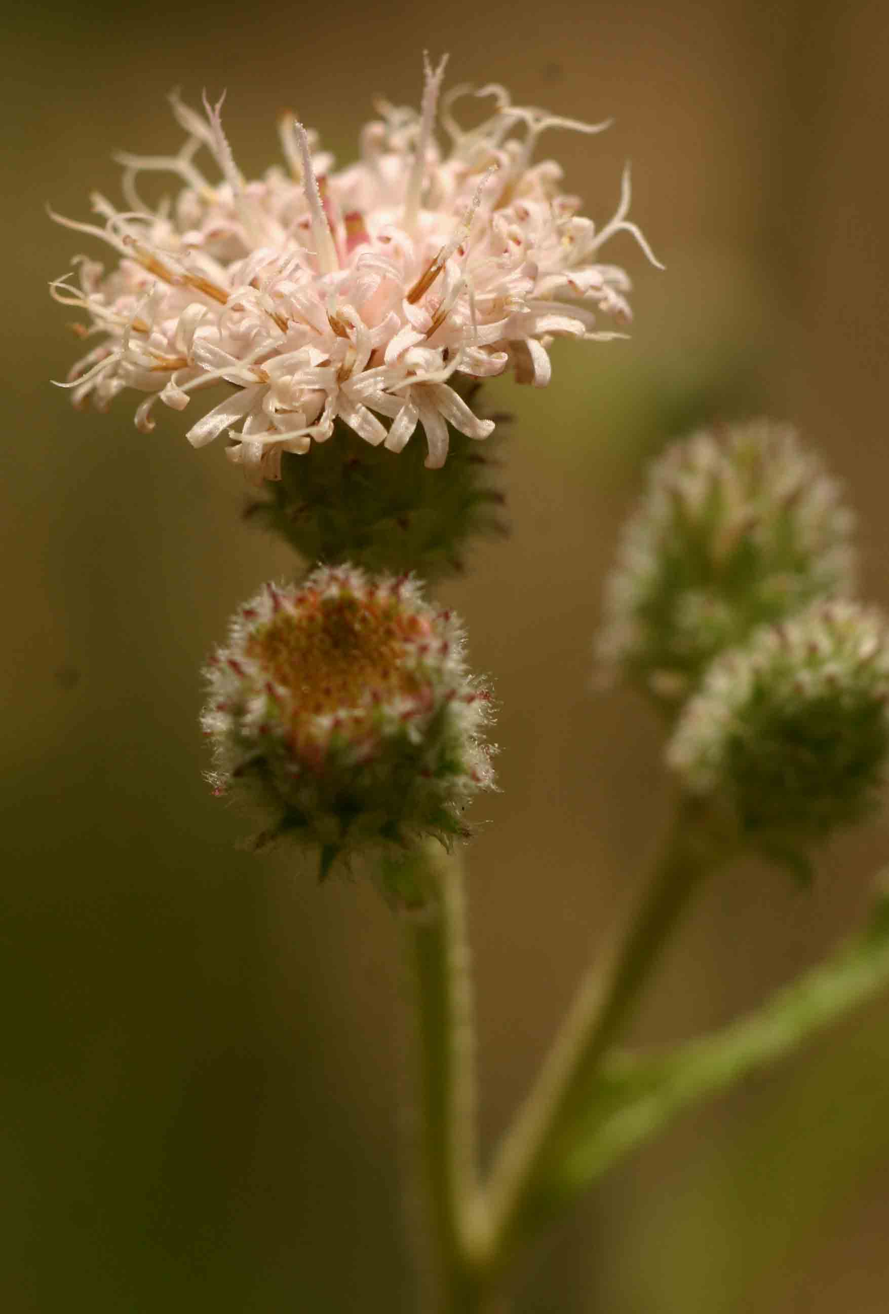 Vernonia petersii
