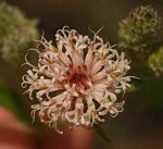 Vernonia petersii