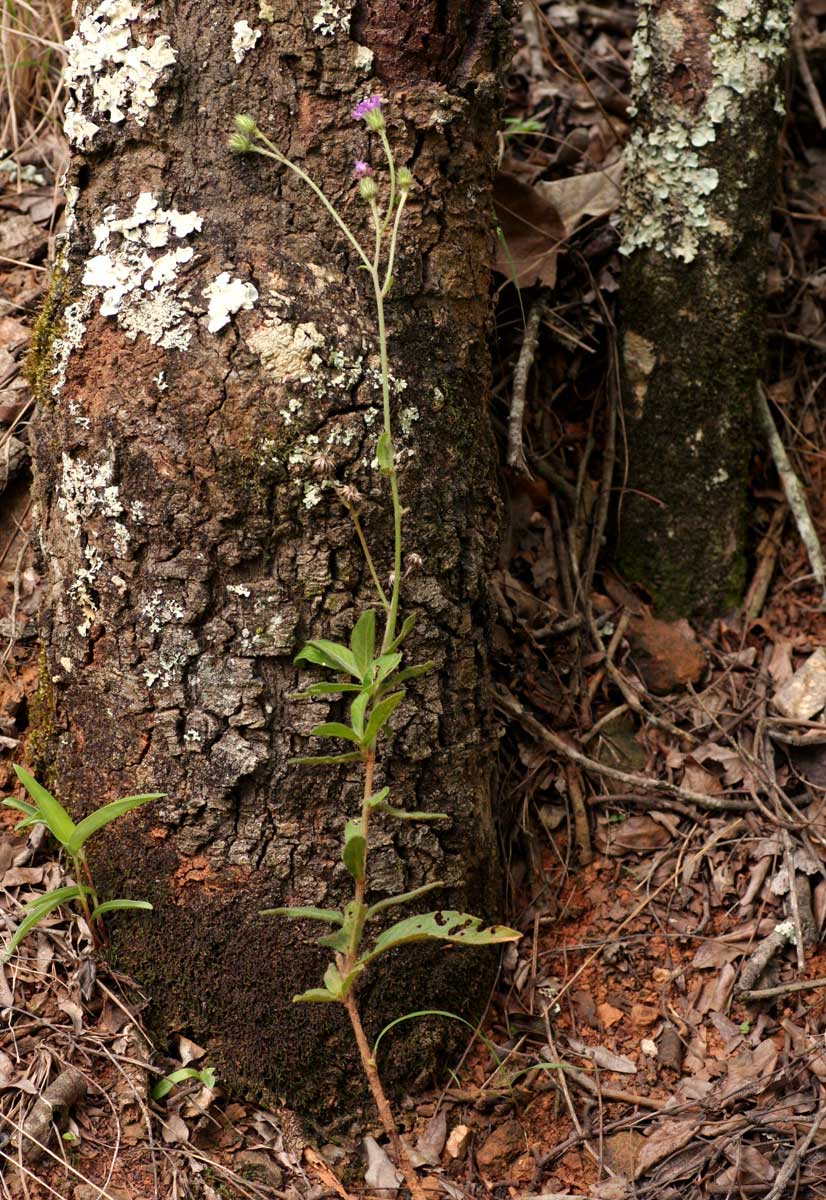 Vernonia petersii