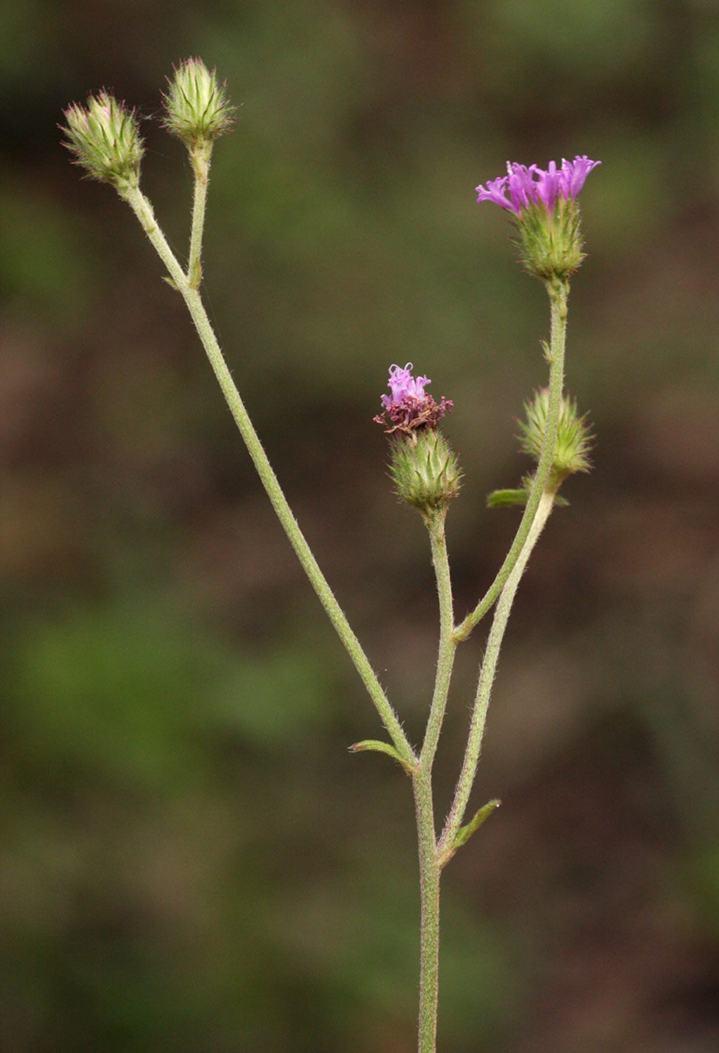 Vernonia petersii