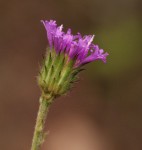 Vernonia petersii