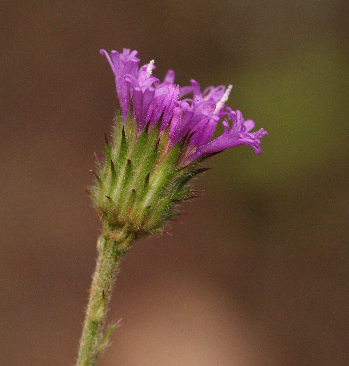 Vernonia petersii