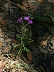 Vernonia poskeana subsp. poskeana