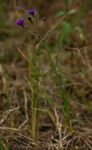 Vernonia poskeana subsp. poskeana
