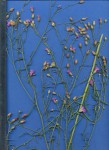 Vernonia poskeana subsp. poskeana