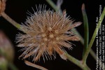 Vernonia poskeana subsp. poskeana