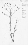 Vernonia sylvicola