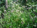 Vernonia wollastonii
