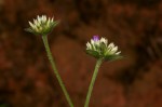 Elephantopus scaber subsp. plurisetus var. plurisetus