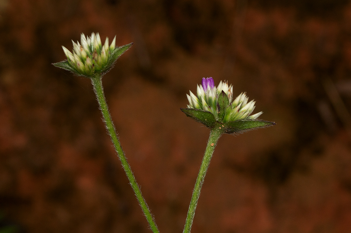 Elephantopus scaber subsp. plurisetus var. plurisetus