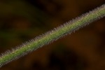 Elephantopus scaber subsp. plurisetus var. plurisetus
